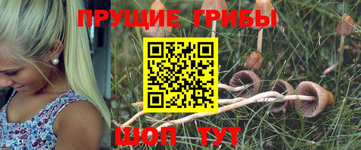 Галлюциногенные грибы Psilocybine cubensis Соль-Илецк